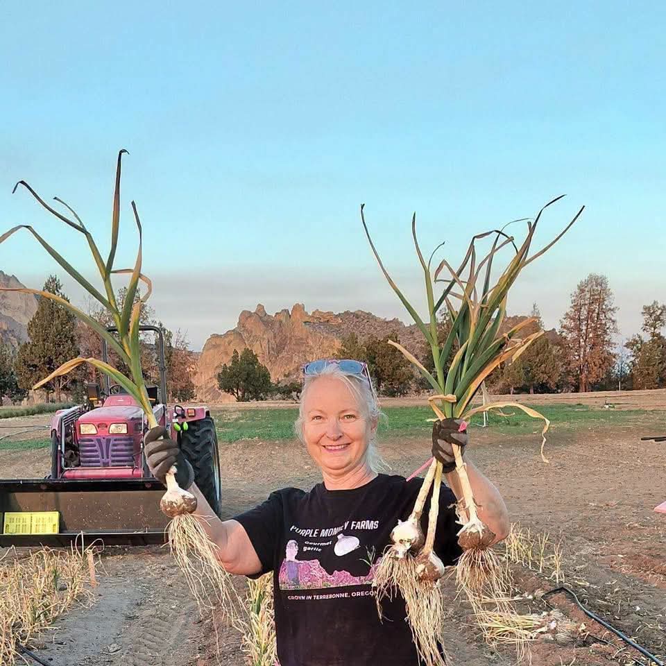 Seed Garlic (1/2 pound - approx 4 bulbs)