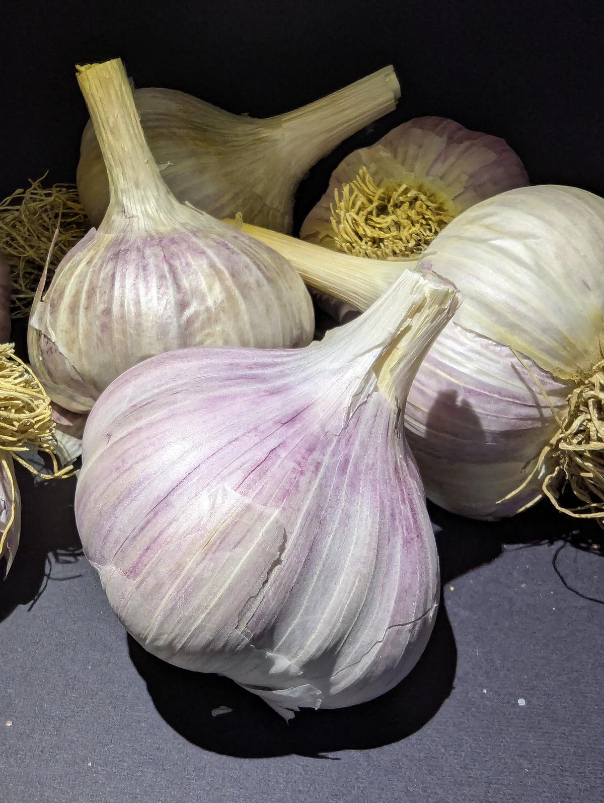 Seed Garlic (1/2 pound - approx 4 bulbs)