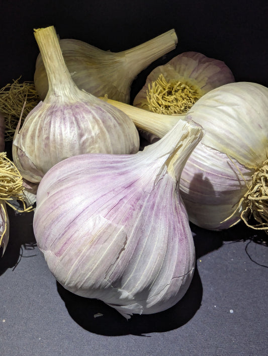 Seed Garlic (1/2 pound - approx 4 bulbs)
