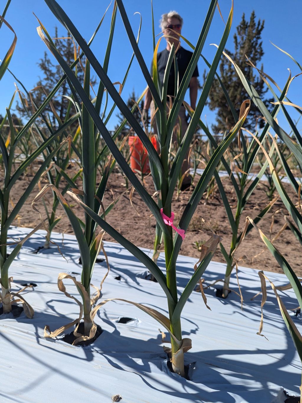 Seed Garlic (1/2 pound - approx 4 bulbs)