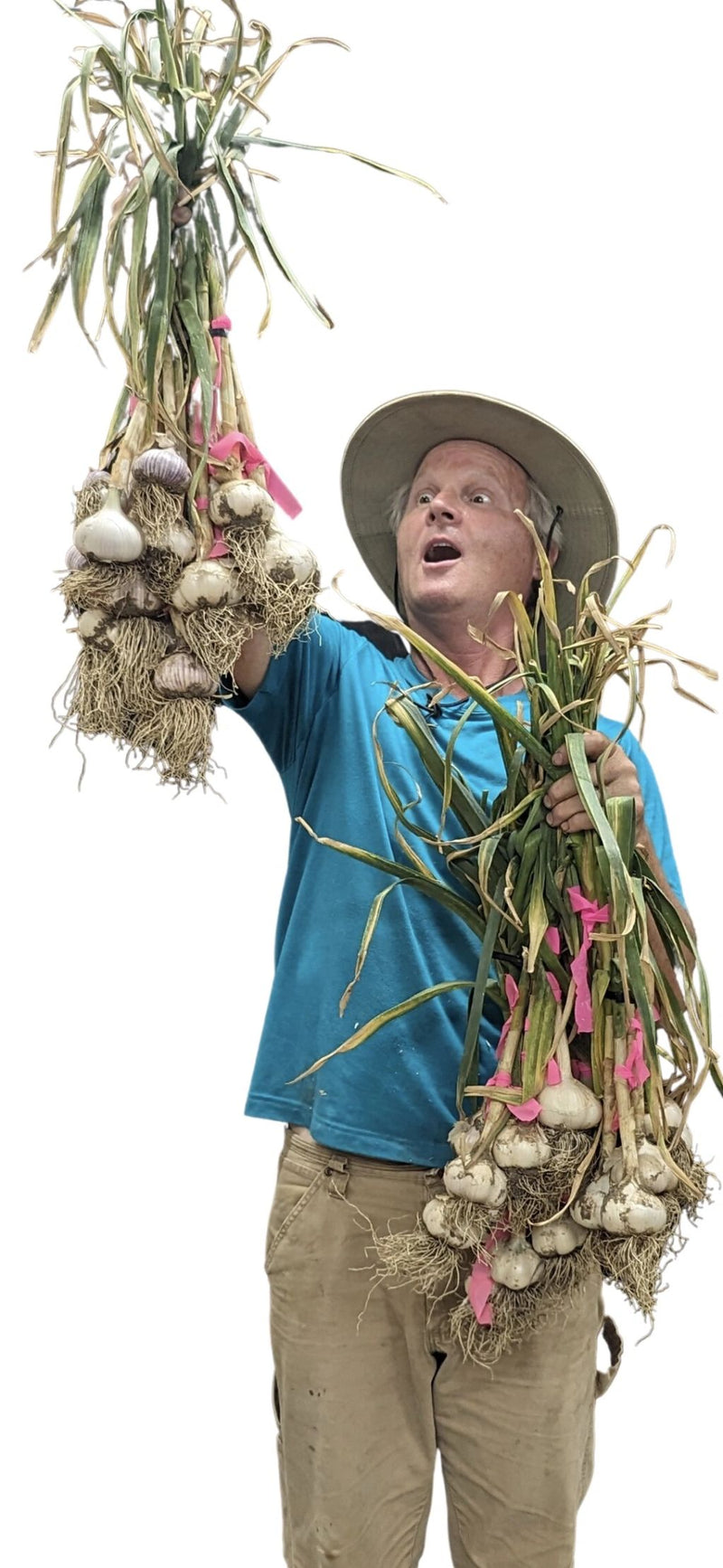 A man wearing a wide-brimmed hat, blue shirt, and khaki pants holds up large bundles of freshly harvested garlic with long green tops and pink ties against a plain white background.