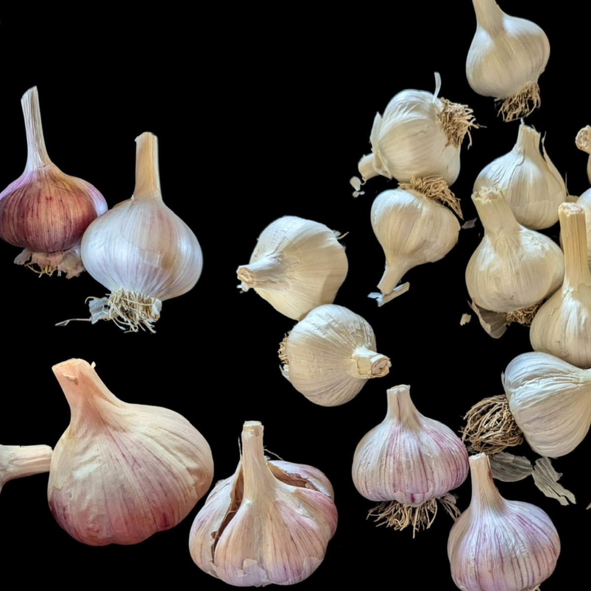 Seed Garlic (1/2 pound - approx 4 bulbs)